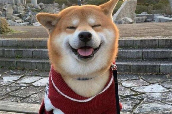 怎樣訓(xùn)練柴犬，從小訓(xùn)練適當(dāng)體罰但要把握時間