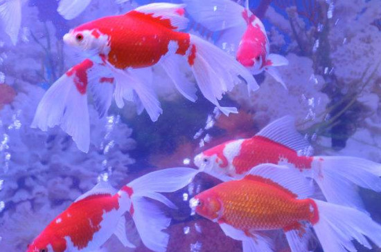 金魚身上有白色刺