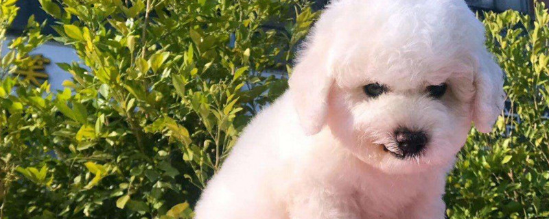 比熊犬難產癥狀