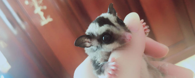 蜜袋鼯多少天完全睜眼