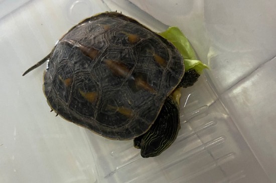 珍珠龜能長多大
