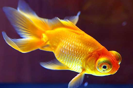 母金魚和公金魚怎么分