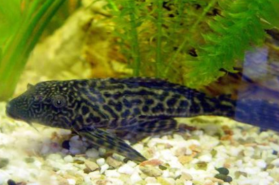清道夫魚怎么養(yǎng)