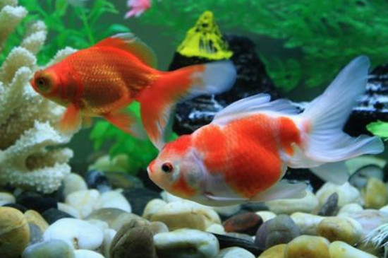 金魚(yú)如何養(yǎng)得更久
