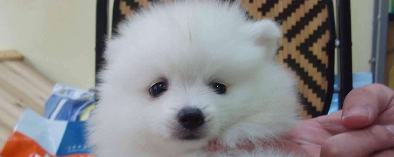 博美犬的壽命多長，一般能活10-16年最多20年左右