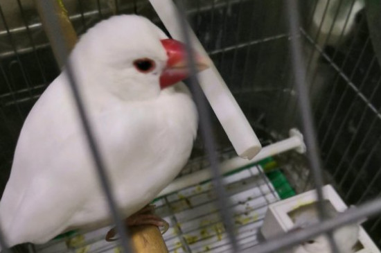 文鳥拉稀炸毛發(fā)抖