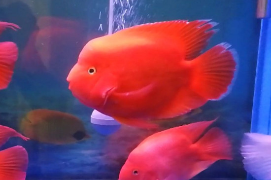 鸚鵡魚(yú)為什么咬地圖魚(yú)