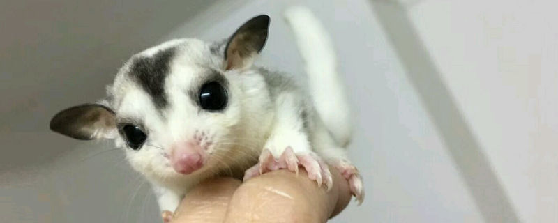 蜜袋鼯撓了用打針不