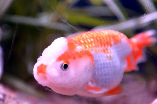 蘭壽金魚能長多大