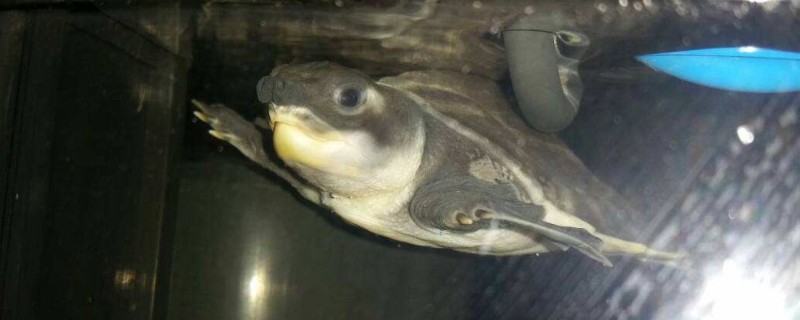 豬鼻龜不吃食什么原因