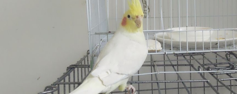 玄鳳公和母哪個(gè)粘人