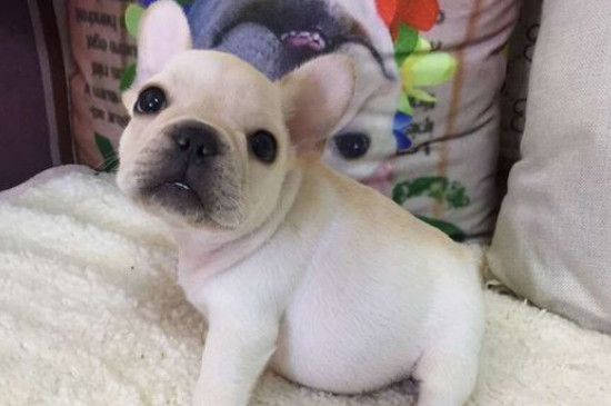 斗牛犬會咬主人嗎