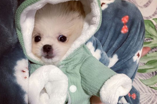白色博美犬多少錢一只，博美犬價格一般在800元左右