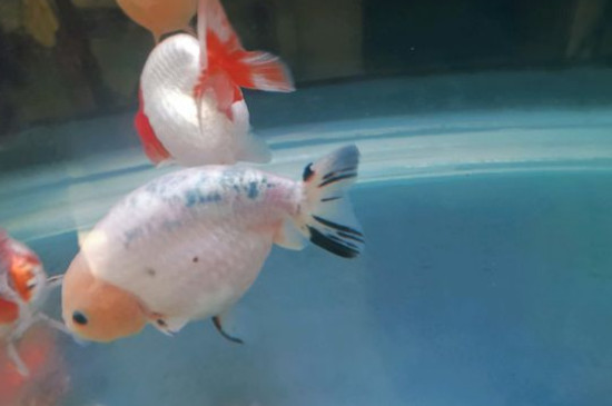 蘭壽金魚飼養(yǎng)技巧