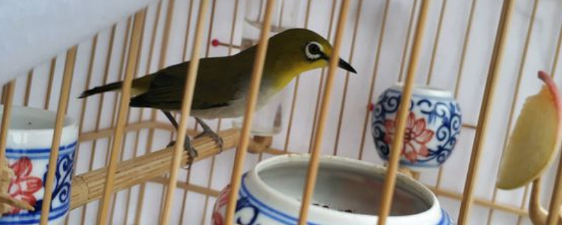 繡眼鳥怎么分公母，快速分辨繡眼公母的方法