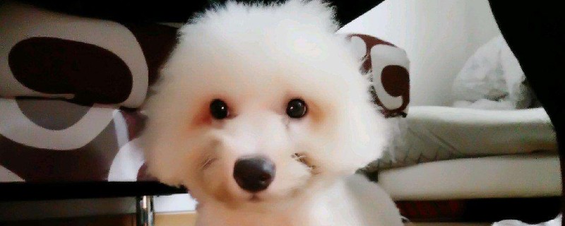 怎么訓(xùn)練比熊幼犬