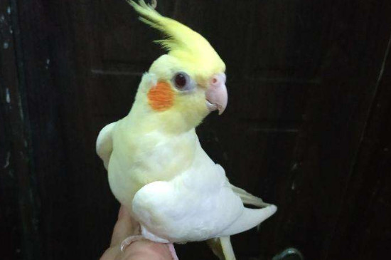 玄鳳鸚鵡壽命多少年