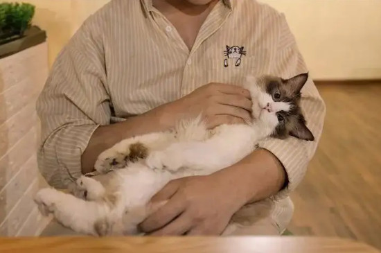 抓貓的正確方法