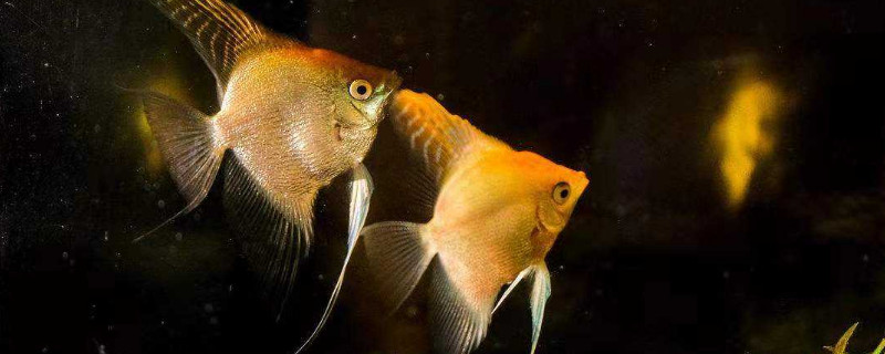 燕魚(yú)正確養(yǎng)法，養(yǎng)燕魚(yú)的注意事項(xiàng)