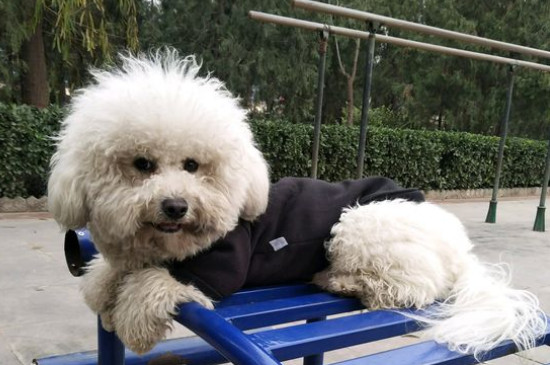 純種比熊犬怎么辨別，比熊如何看純不純