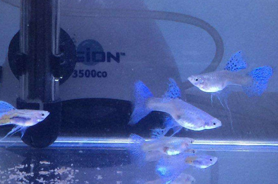 孔雀魚褪色怎么處理