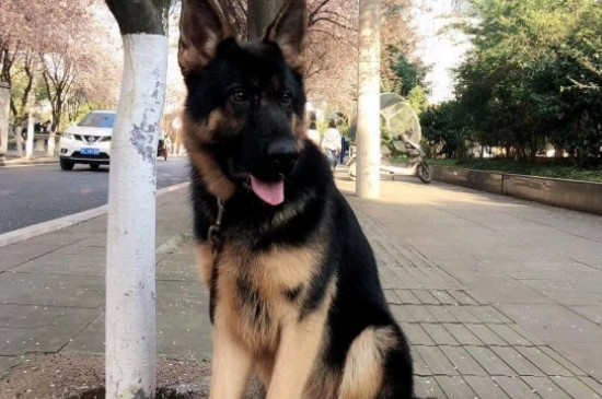 德國牧羊犬價(jià)格多少錢一只，純種德牧幼犬一般3000-8000元