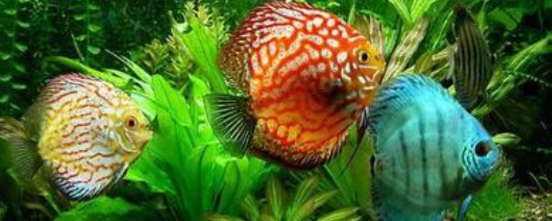 七彩神仙魚為什么互相咬
