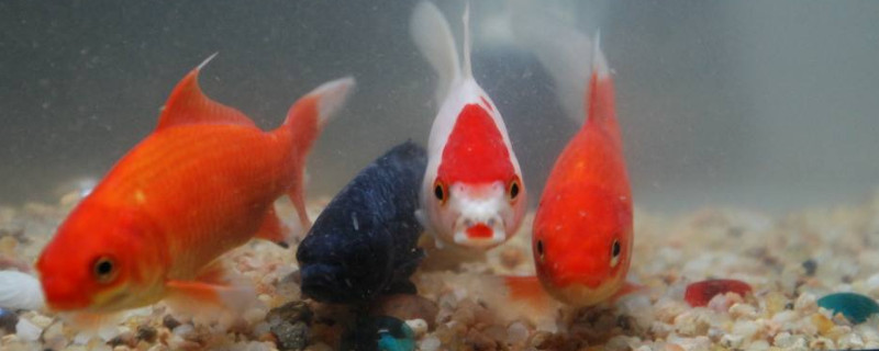 金魚吃什么蔬菜
