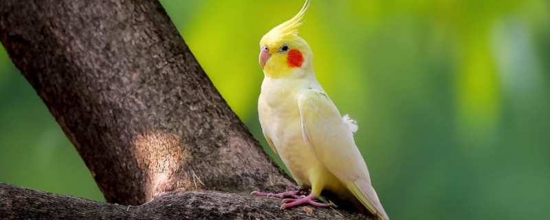 玄鳳鸚鵡第一次下蛋能下幾個