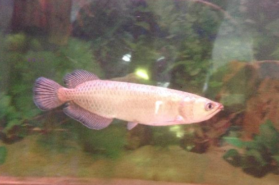 星點龍魚可以和金龍魚混養(yǎng)嗎