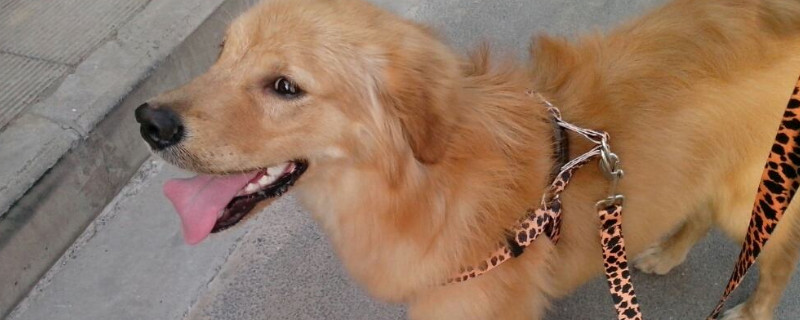 金毛是大型犬嗎