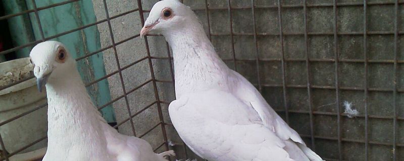 鴿子拉屎窩里解決辦法