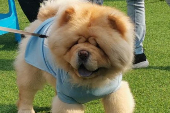 松獅吃什么