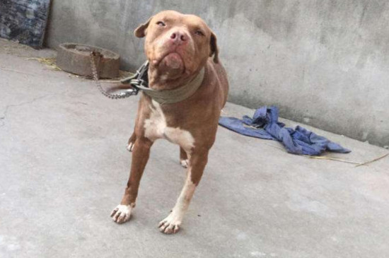 比特犬怎么練死口