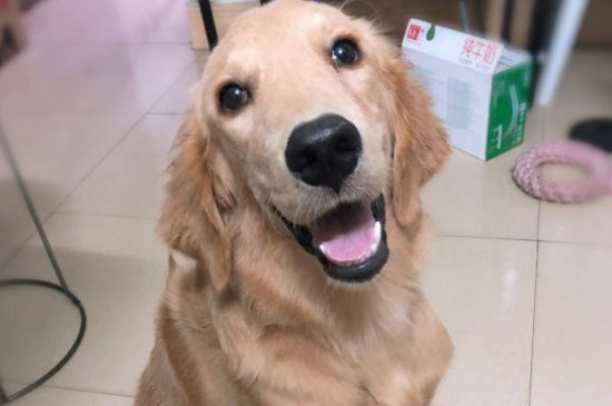 金毛犬性格溫順嗎，金毛是三大溫順犬之一