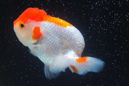 金魚產(chǎn)卵后要怎么處理