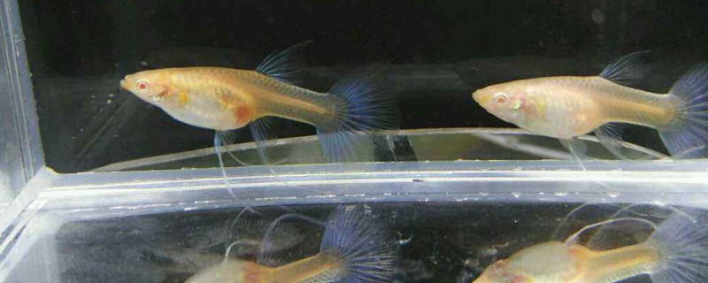 孔雀魚生小魚怎么養(yǎng)