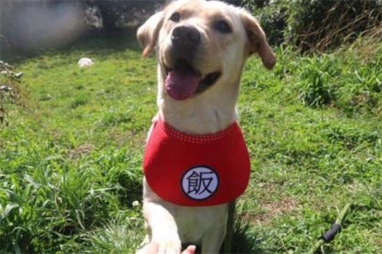 拉布拉多犬怎么訓練，口令清晰要有耐心還要適當獎勵