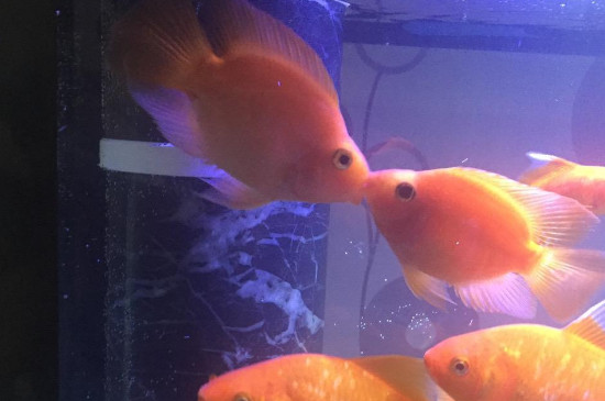 鸚鵡魚打架怎么辦