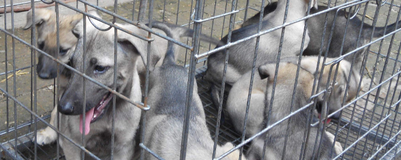 狼青犬訓(xùn)練方法
