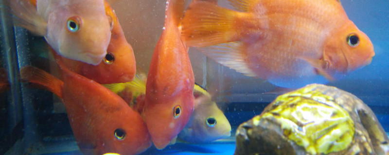 鸚鵡魚會產(chǎn)卵嗎