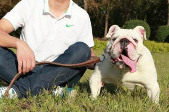 英國斗牛犬怎么訓(xùn)練，四點教會你如何訓(xùn)練英牛