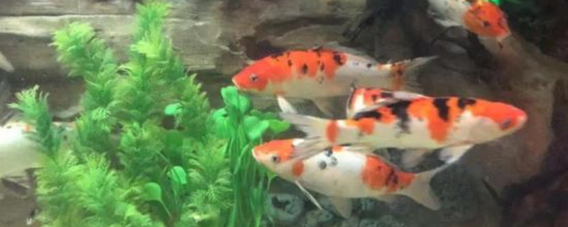 金魚都有什么顏色的