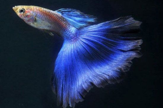 孔雀魚趴缸底是為什么