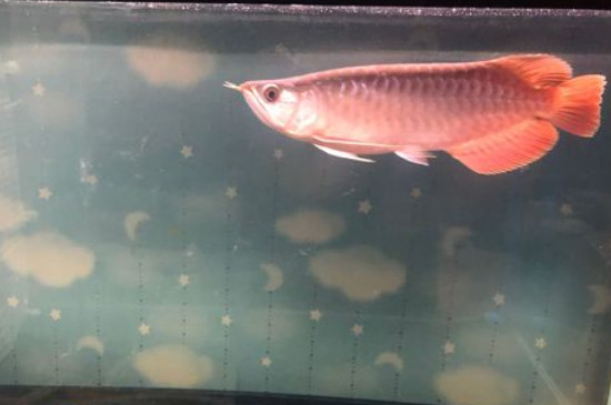 紅龍魚的壽命是多少年