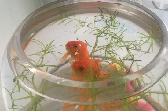 金魚浮出水面張嘴是怎么回事