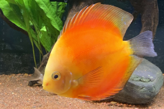 七彩神仙魚(yú)發(fā)黑怎么辦