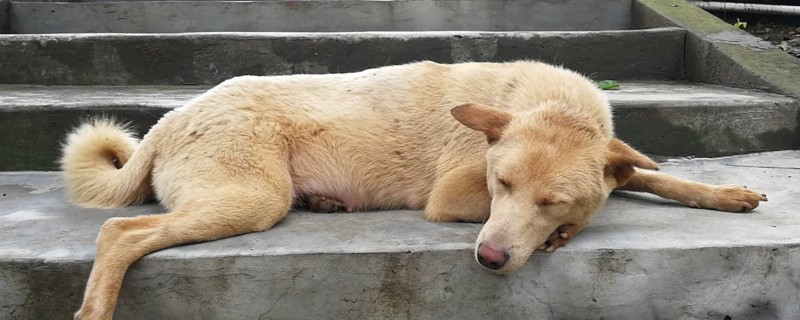土狗為什么不易訓練