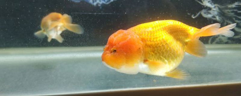 虎頭金魚和蘭壽的區(qū)別