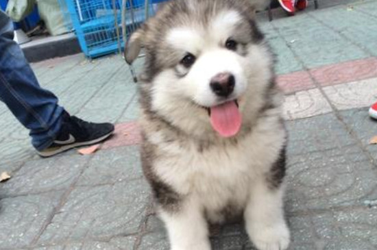 阿拉斯加幼犬喂養(yǎng)指南
